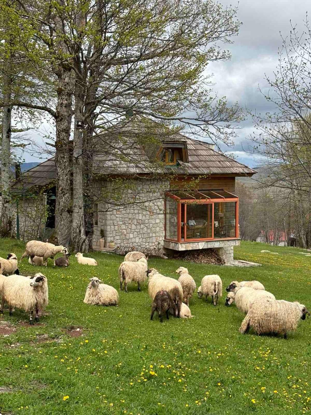 Green Forest Žabljak Exterior foto